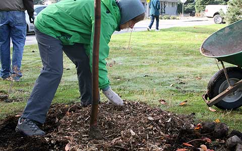 Planting trees - Green coat volunteer