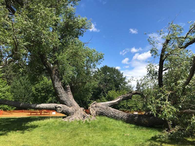 Finch Arboretum's 78-year-old willow tree succumbed to gravity and old age earlier this year