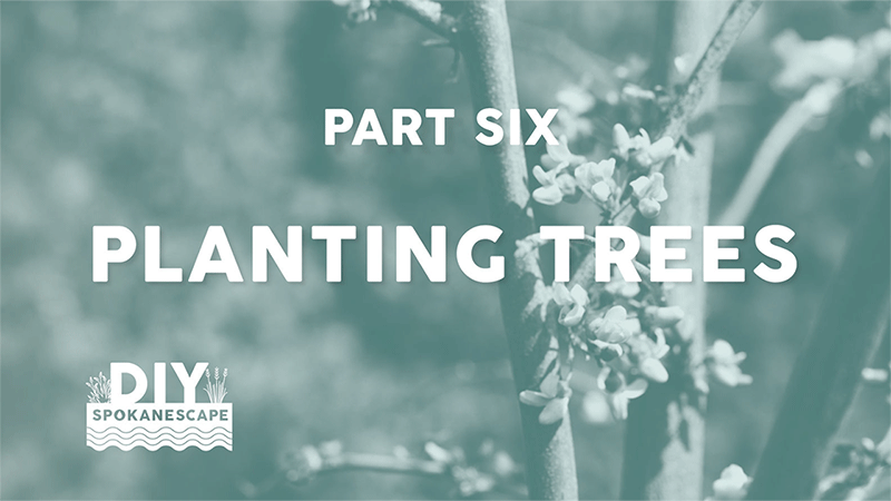 DIY SpokaneScape Part Six: PLANTING TREES