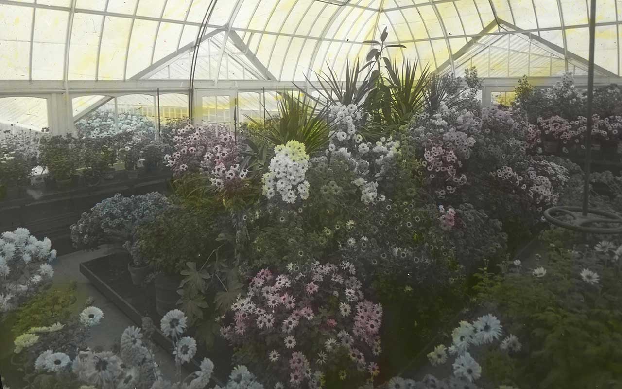 Chrysanthemum Display