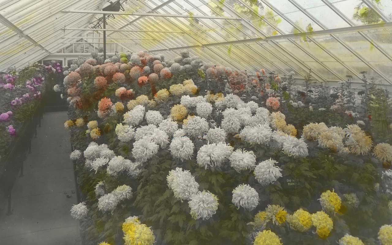 Chrysanthemum Display