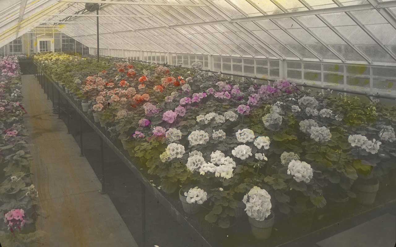 Pelargoniums