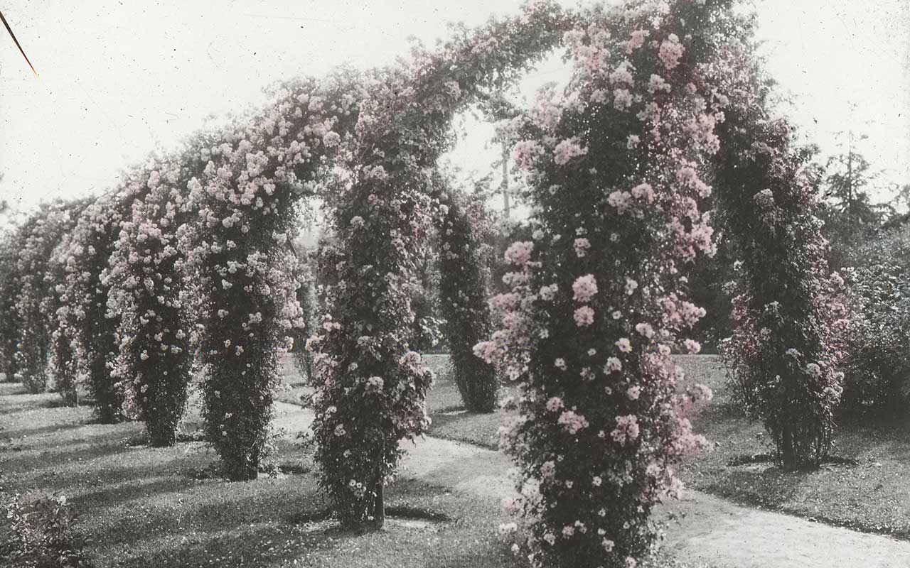 Rose Arches, Manito Park, between 1910-1920. Courtesy of Washington State Digital Archives