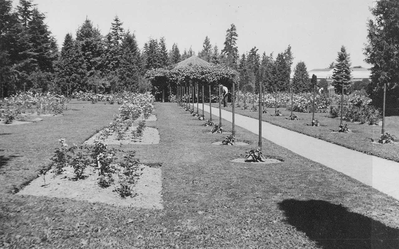 Looking northwest across the Rose Garden in Manito Park. 1935. Courtesy of Spokane Public Library's Northwest Room