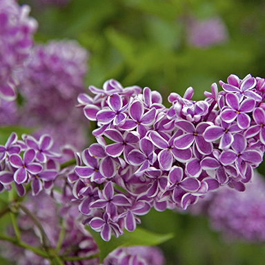Purple Lilac Flowers