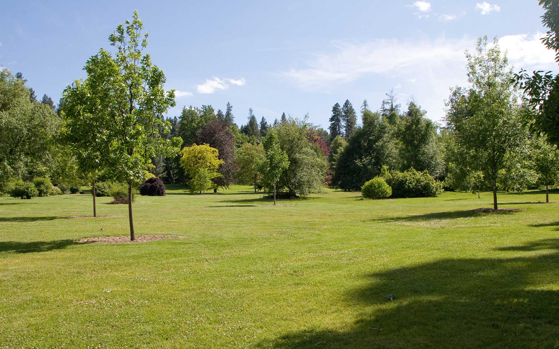 Urban Forestry Tree Facts City of Spokane  Washington