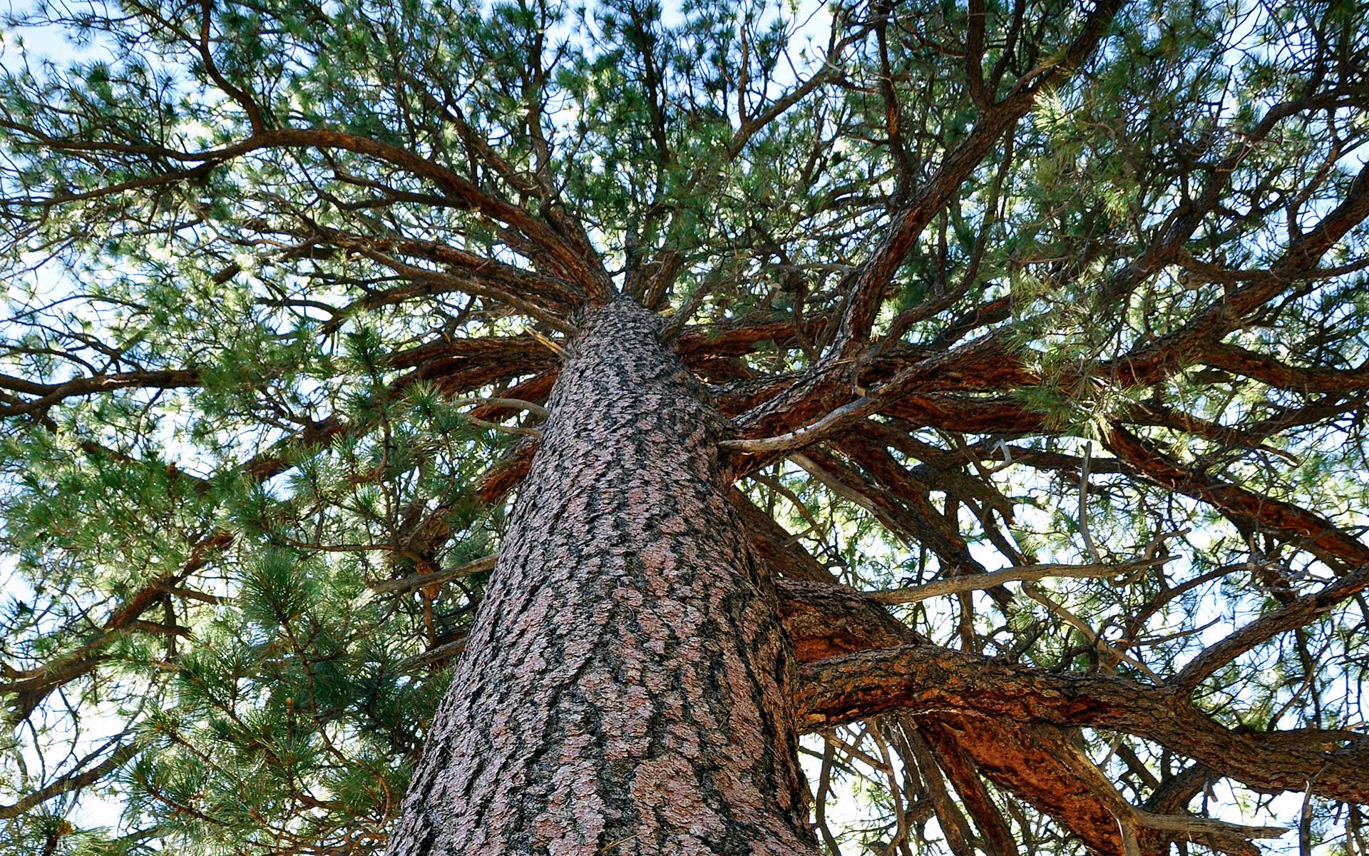 spokane-urban-forestry-hosting-ponderosa-pine-contest-city-of-spokane