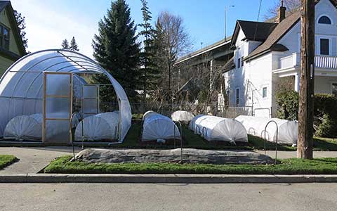 Urban Farming - Backyard