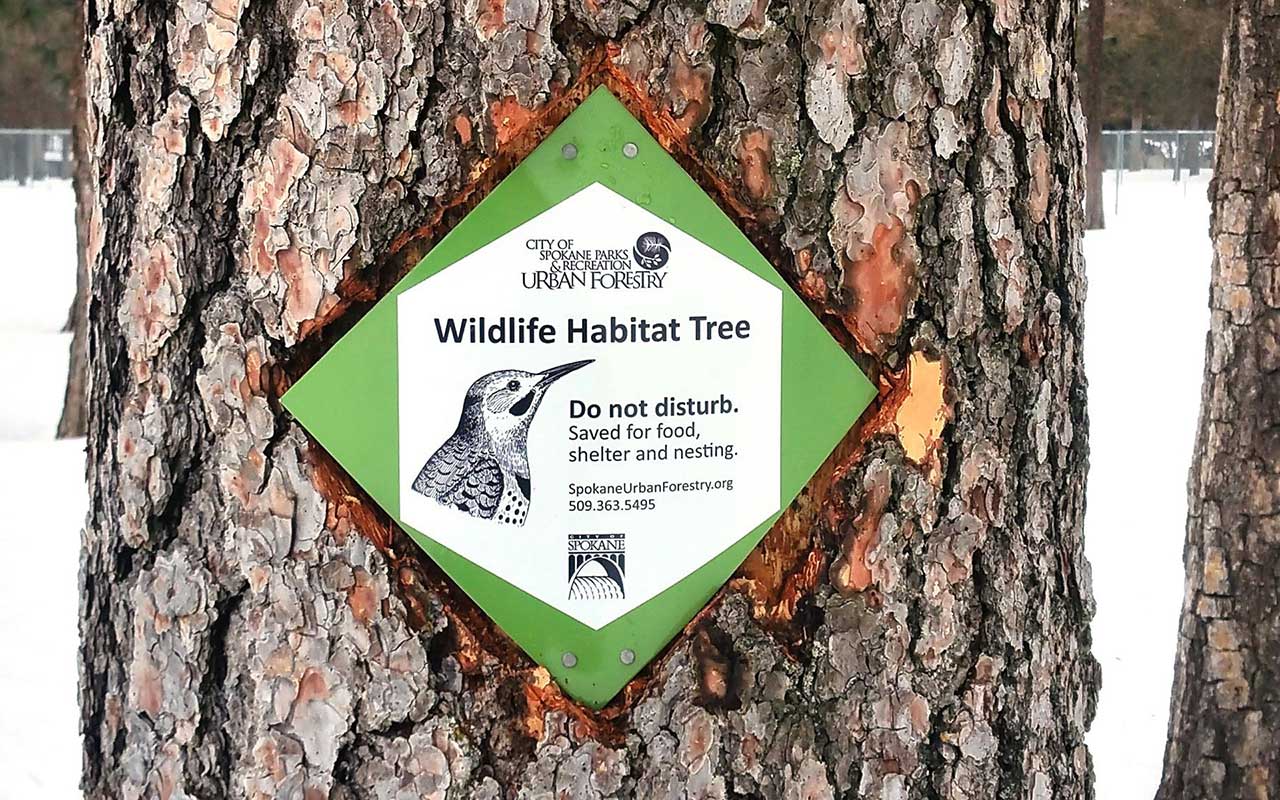 Wildlife Habitat Tree