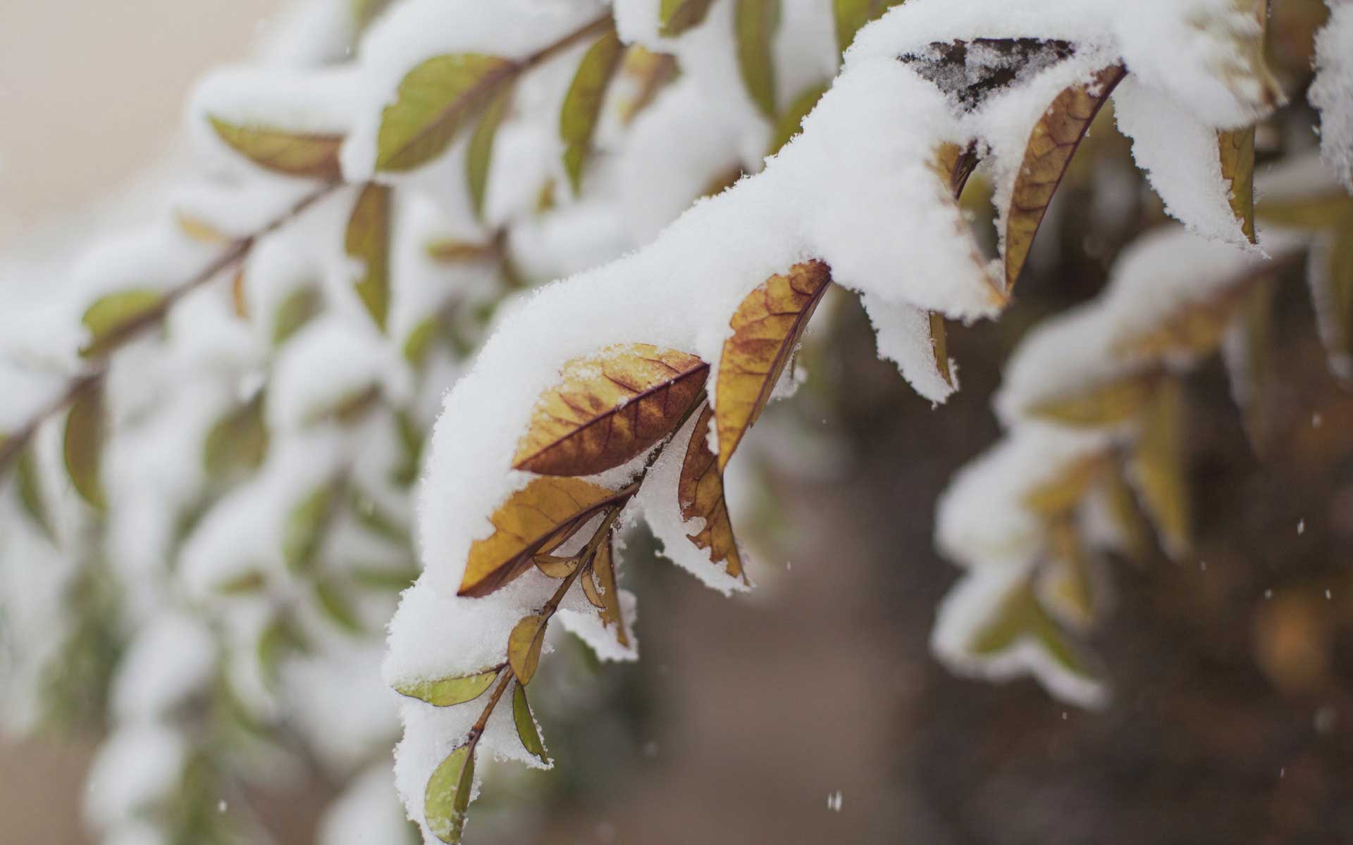 Winter Tree Care - City of Spokane, Washington