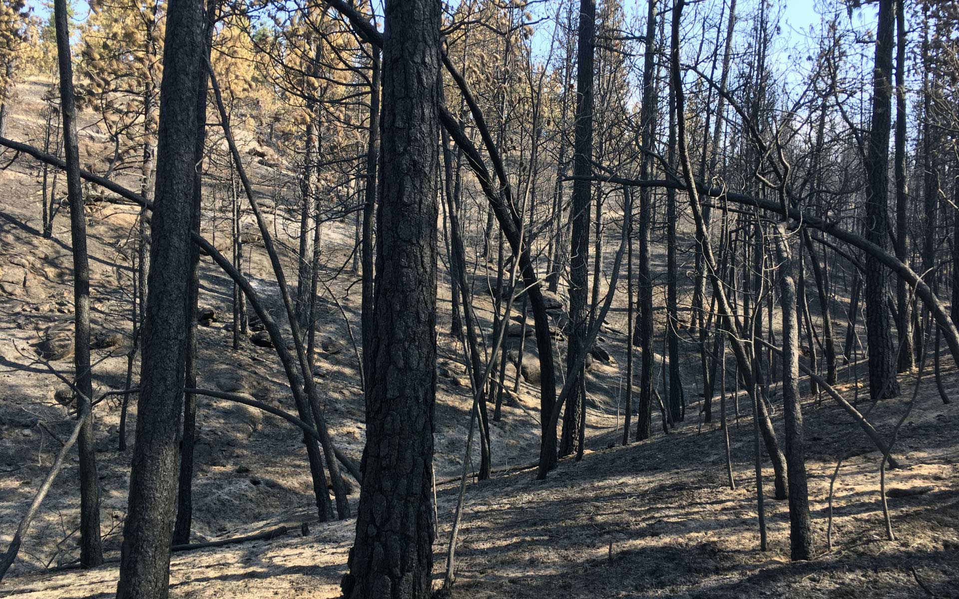 Impacts of Upriver Beacon Fire on Camp Sekani Park