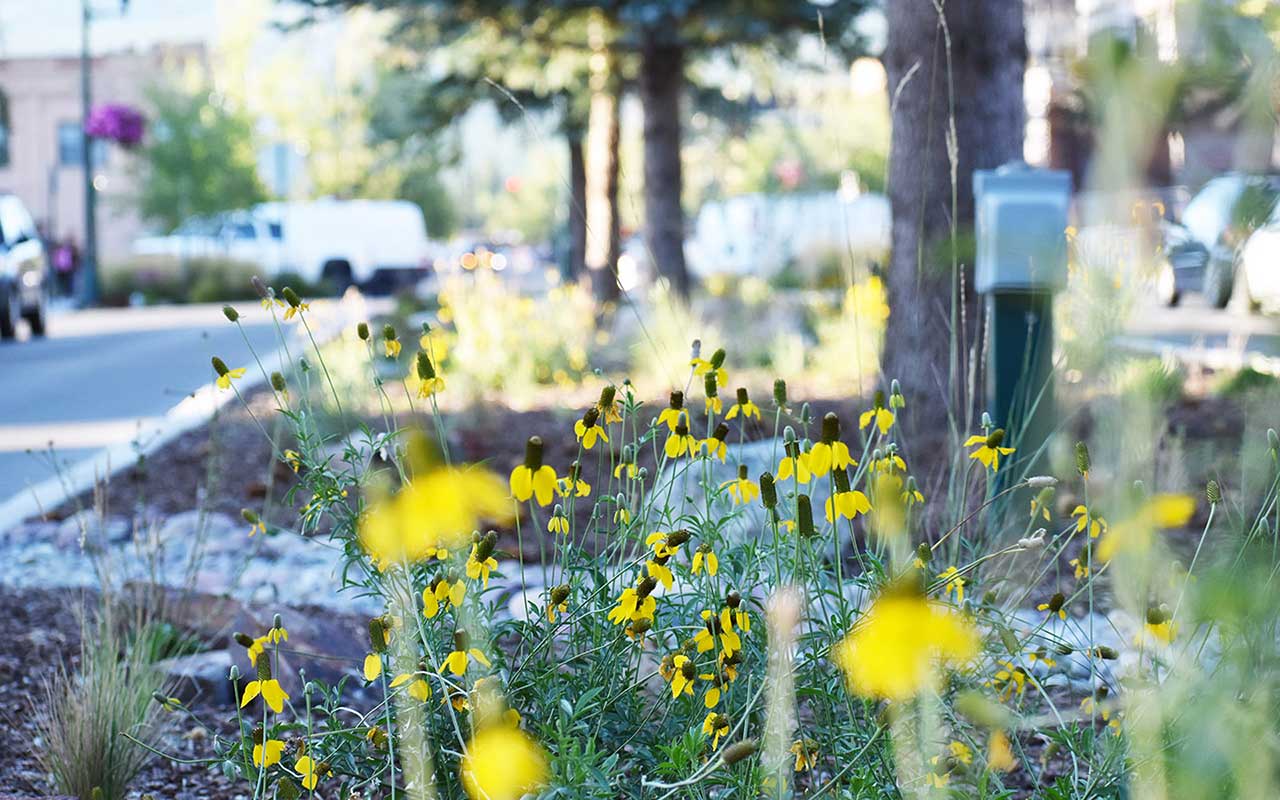 Center for Native Plants Sample Work
