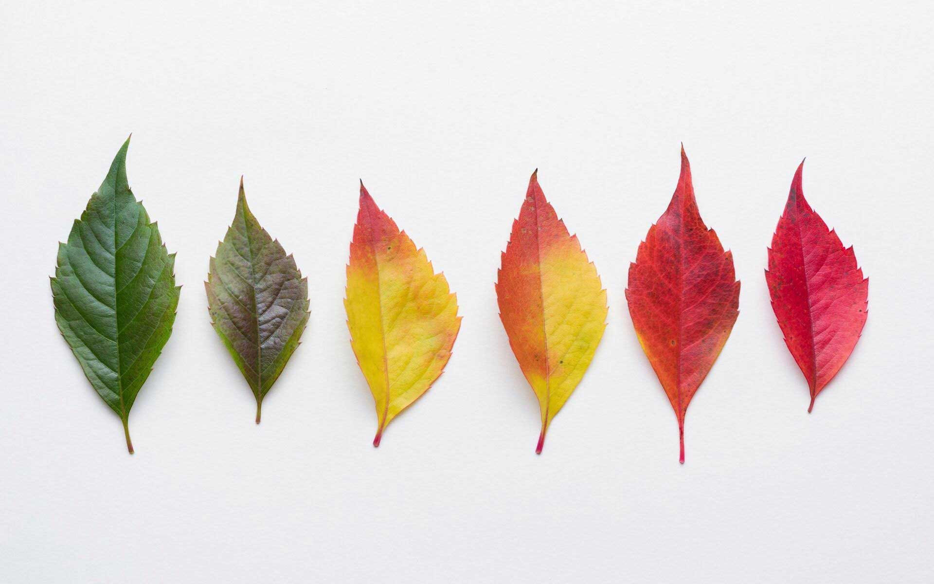 Why do leaves change color? Fall foliage, explained - City of Spokane
