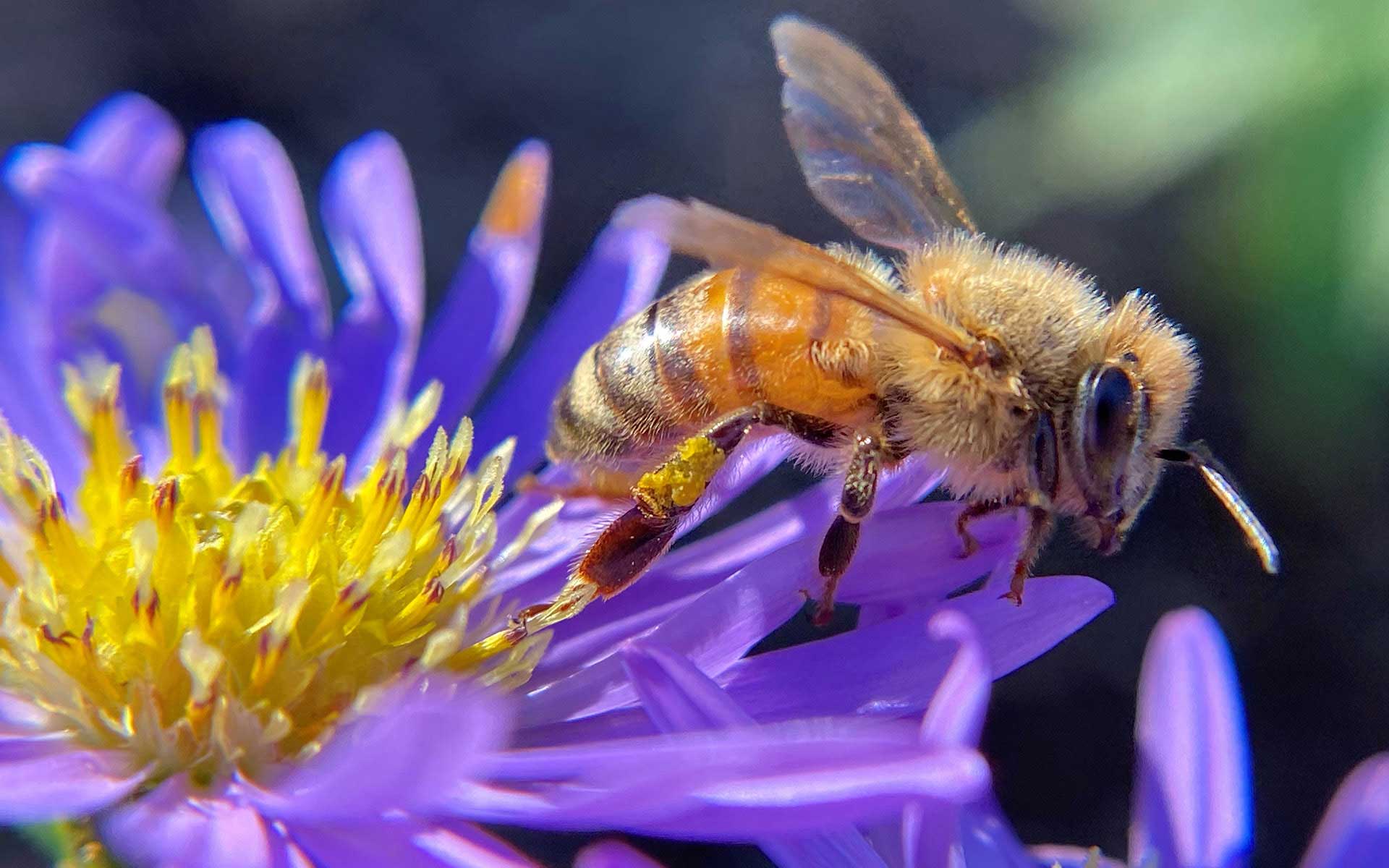 Bee-Friendly Project at Chief Garry Park to Support Sustainability ...