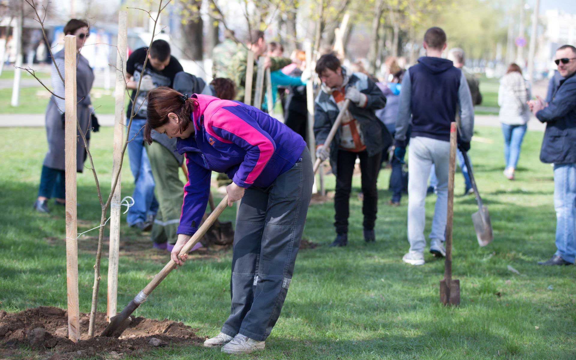 100-new-street-trees-coming-to-ne-nw-neighborhoods-city-of-spokane