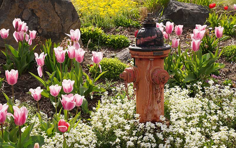 Hydrant in Flowers