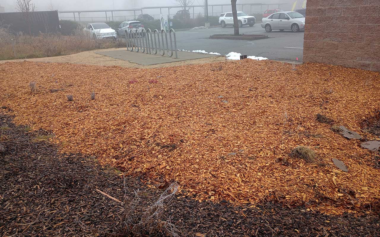 Humbird's Natives and Nearby Sample Work